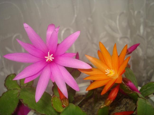Name:  DSC00742.jpg
Views: 1550
Size:  30.9 KB