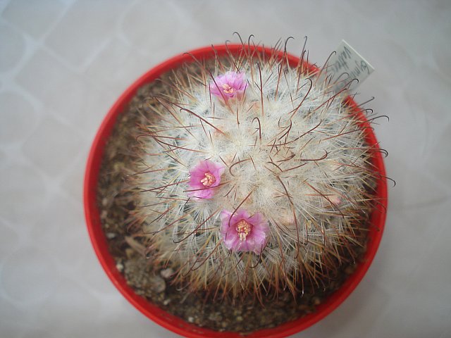Name:  DSC00715.jpg
Views: 1551
Size:  56.5 KB