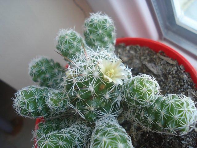 Name:  DSC00725.jpg
Views: 1564
Size:  55.7 KB