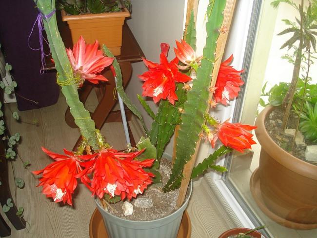 Name:  DSC00834.jpg
Views: 1576
Size:  58.8 KB