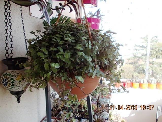 Name:  DSCN0847.jpg
Views: 1035
Size:  53.8 KB