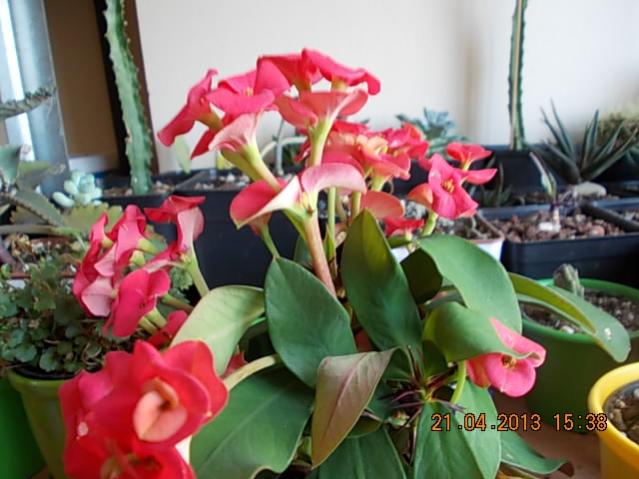 Name:  DSCN0844.jpg
Views: 1214
Size:  46.4 KB