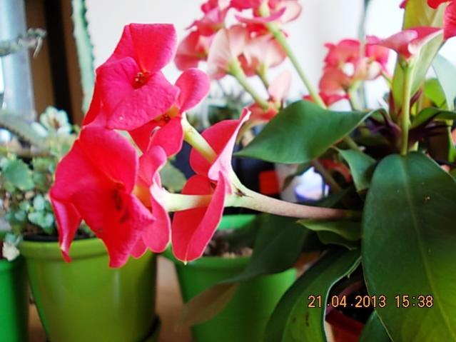 Name:  DSCN0845.jpg
Views: 1283
Size:  39.7 KB