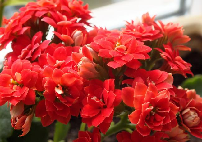 Name:  DSCF0418.jpg
Views: 786
Size:  45.6 KB