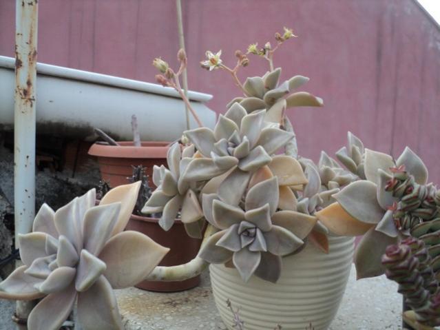 Name:  DSC04401.jpg
Views: 682
Size:  38.3 KB