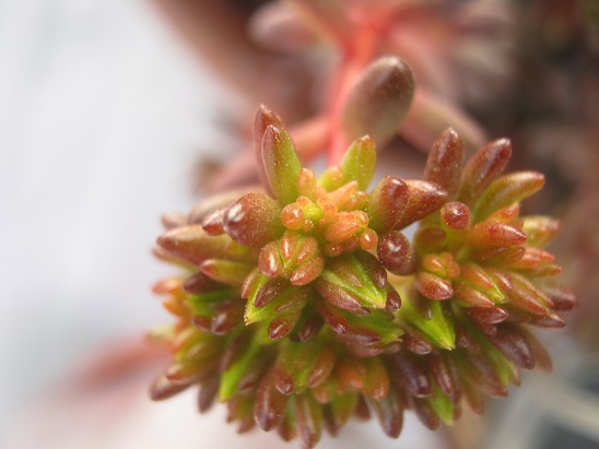 Name:  s rubrotinctum.jpg
Views: 1842
Size:  67.8 KB