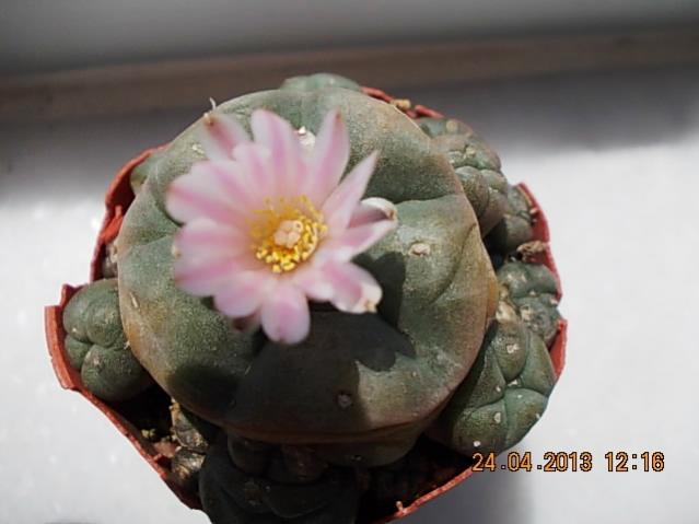 Name:  DSCN0855.jpg
Views: 1173
Size:  30.5 KB