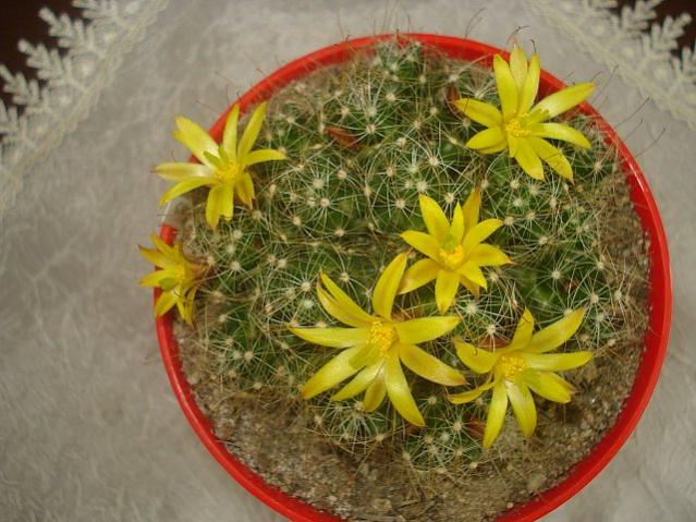 Name:  DSC00958.jpg
Views: 1860
Size:  57.5 KB