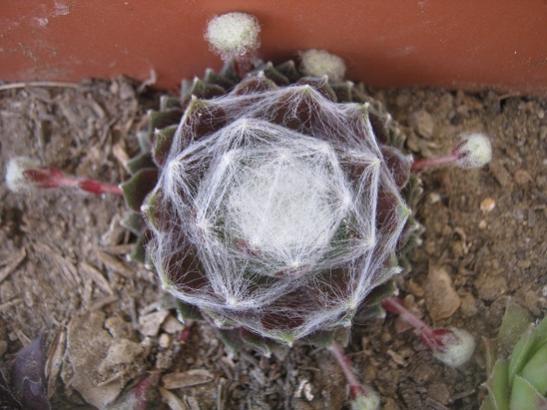 Name:  sempervivum.jpg
Views: 1926
Size:  40.2 KB
