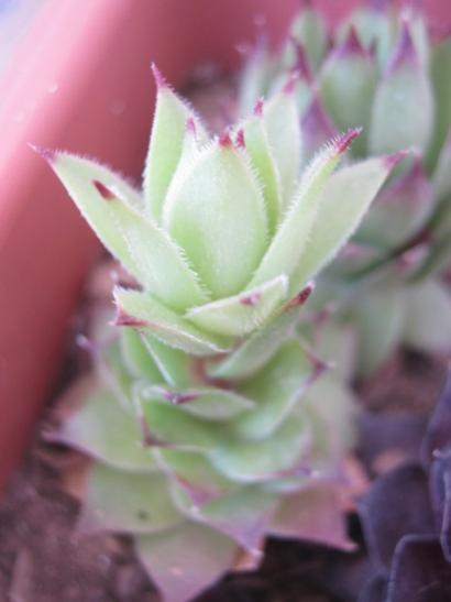 Name:  sempervivum1.jpg
Views: 2071
Size:  20.4 KB