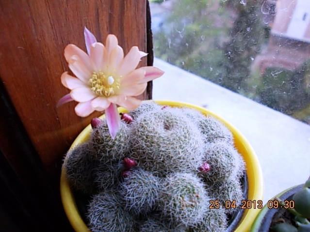 Name:  DSCN0886.jpg
Views: 1455
Size:  45.3 KB