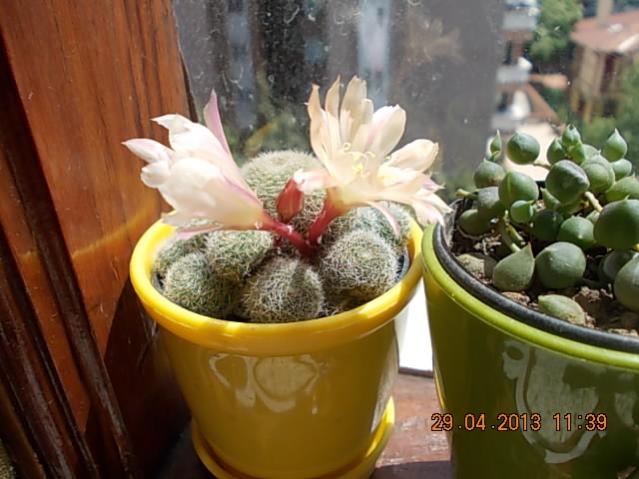 Name:  DSCN0890.jpg
Views: 1174
Size:  45.3 KB