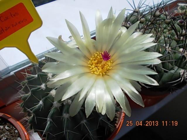 Name:  DSCN0887.jpg
Views: 1139
Size:  42.5 KB