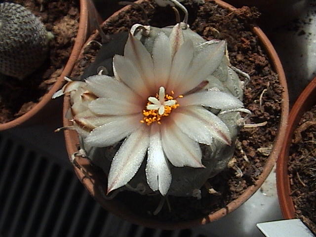 Name:  DSC00721.JPG
Views: 446
Size:  60.4 KB