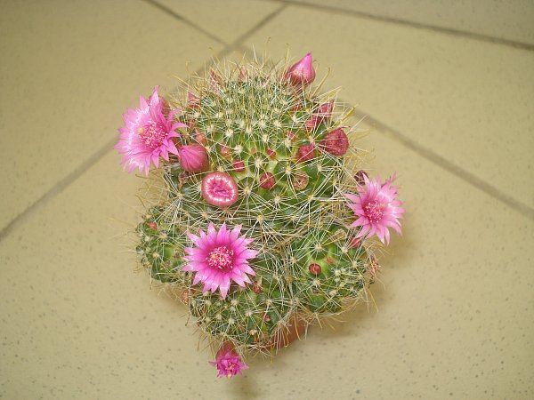 Name:  DSC01028.jpg
Views: 1679
Size:  57.9 KB