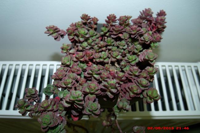 Name:  GEDC3605 (1024x683).jpg
Views: 907
Size:  45.9 KB