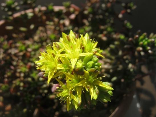 Name:  sedum rubrotinctum.jpg
Views: 1757
Size:  31.1 KB