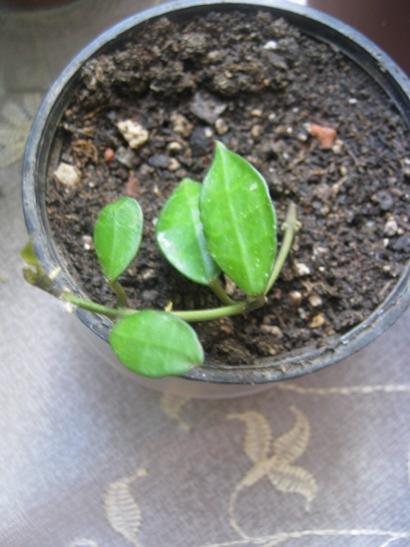 Name:  hoya lacunosa.jpg
Views: 1711
Size:  34.8 KB