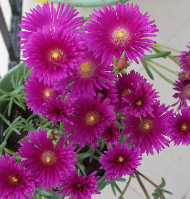 Name:  DSCF0715.jpg
Views: 711
Size:  69.2 KB