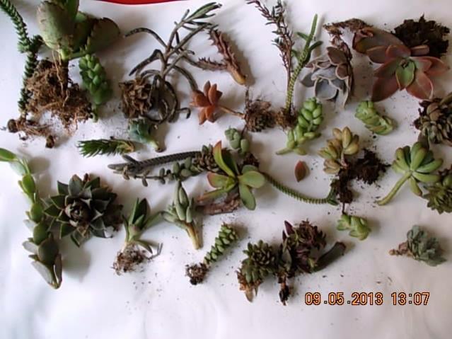 Name:  DSCN0912.jpg
Views: 1097
Size:  49.9 KB