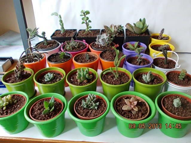 Name:  DSCN0914.jpg
Views: 1068
Size:  56.8 KB