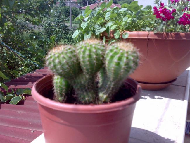 Name:  13052013001.jpg
Views: 793
Size:  54.5 KB