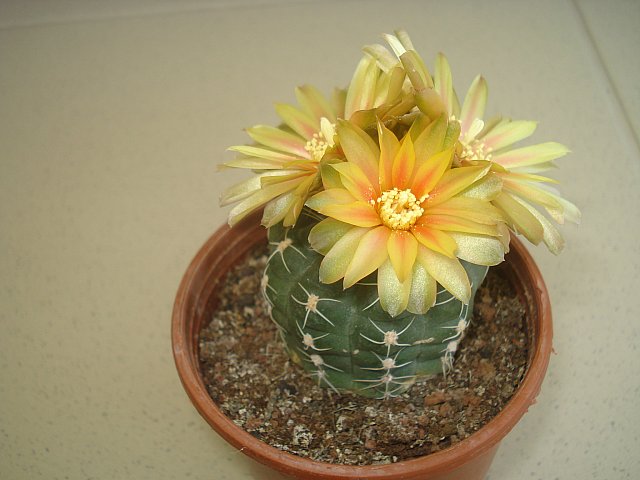 Name:  DSC01327.jpg
Views: 1482
Size:  50.6 KB