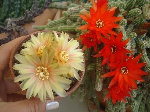 Name:  DSC01318.jpg
Views: 1501
Size:  69.7 KB