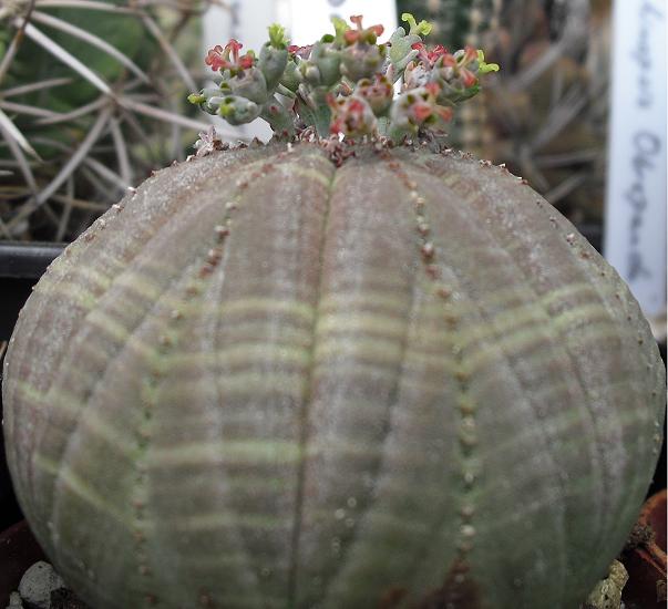 Name:  obesa4.JPG
Views: 709
Size:  43.1 KB