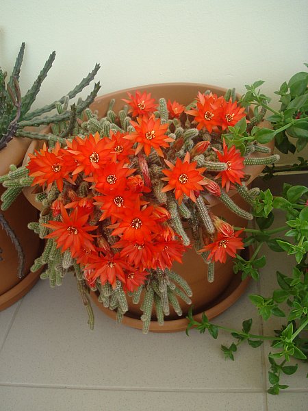 Name:  DSC01440.jpg
Views: 2179
Size:  66.1 KB