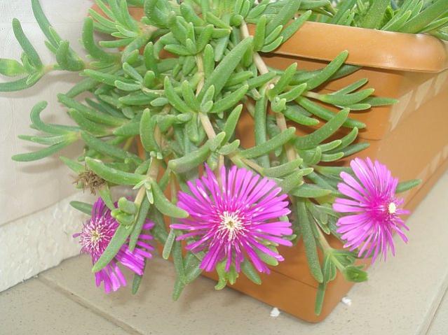 Name:  DSC01208.jpg
Views: 2136
Size:  52.2 KB
