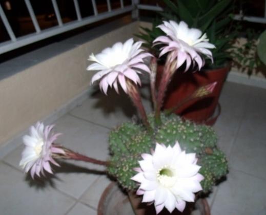 Name:  res (8).jpg
Views: 709
Size:  24.6 KB