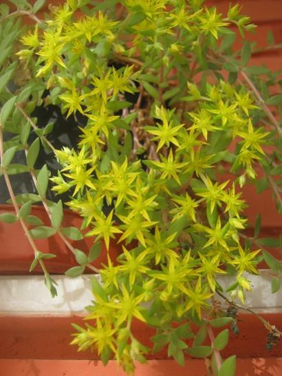 Name:  sedum sarmentosum.jpg
Views: 1710
Size:  43.5 KB