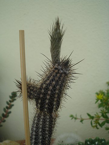 Name:  DSC01677.jpg
Views: 2079
Size:  31.6 KB