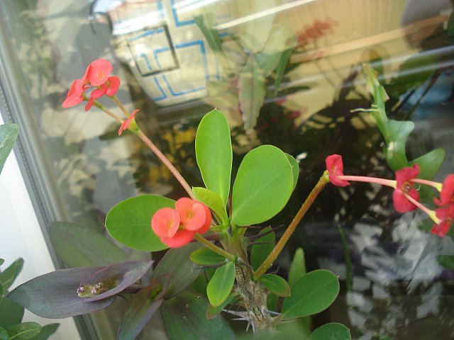 Name:  DSC01696.jpg
Views: 2001
Size:  57.7 KB