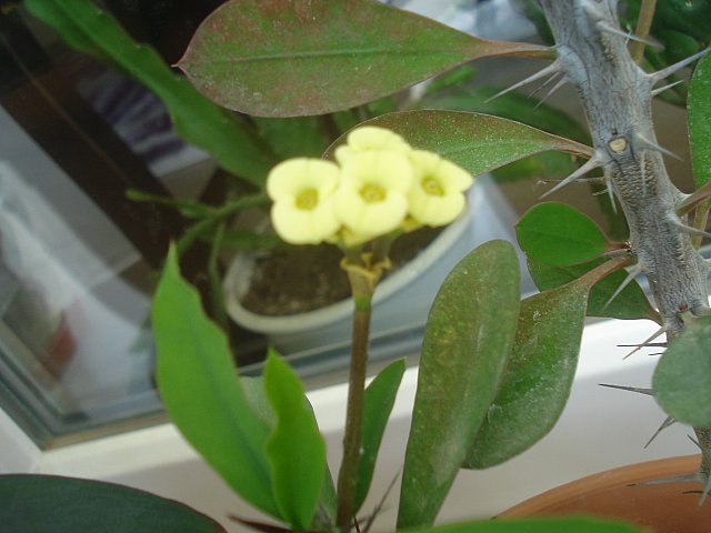 Name:  DSC01697.jpg
Views: 1982
Size:  50.0 KB