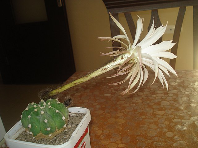 Name:  DSC01742.jpg
Views: 2304
Size:  55.5 KB
