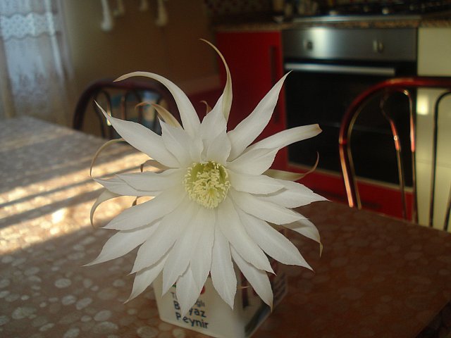 Name:  DSC01737.jpg
Views: 2312
Size:  45.6 KB
