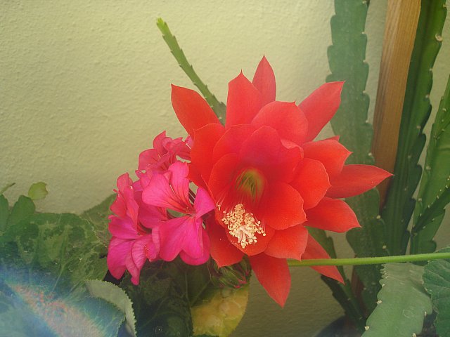 Name:  DSC01778.jpg
Views: 2267
Size:  52.4 KB