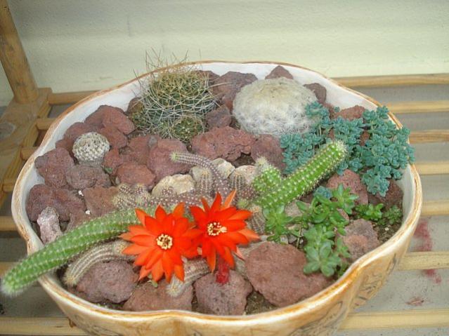 Name:  DSC01752.jpg
Views: 2311
Size:  53.2 KB