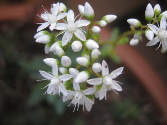 Name:  sedum.jpg
Views: 1640
Size:  23.6 KB