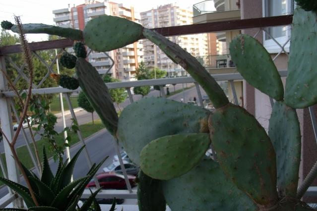Name:  GEDC4166 (640x427).jpg
Views: 1392
Size:  41.9 KB