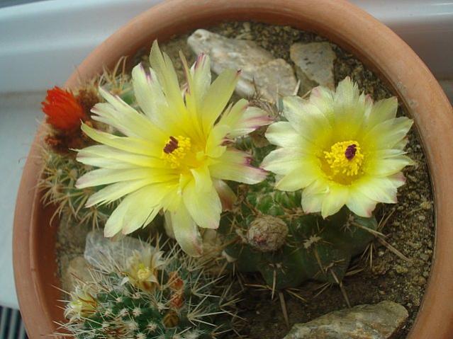 Name:  DSC01964.jpg
Views: 2295
Size:  49.3 KB