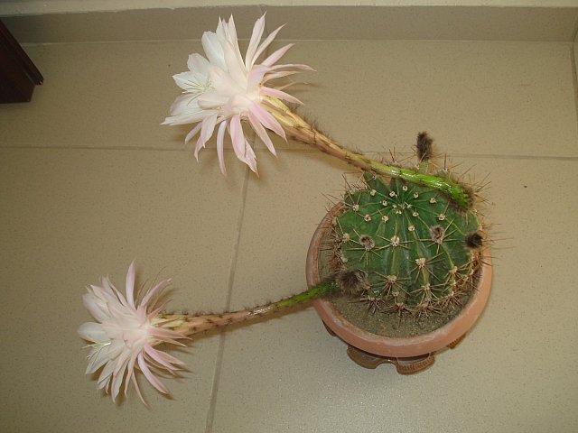 Name:  DSC01999.jpg
Views: 2323
Size:  51.8 KB