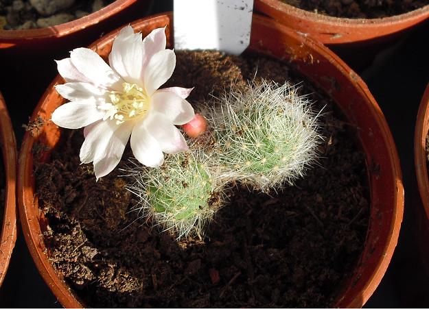 Name:  albiflora.JPG
Views: 693
Size:  60.3 KB