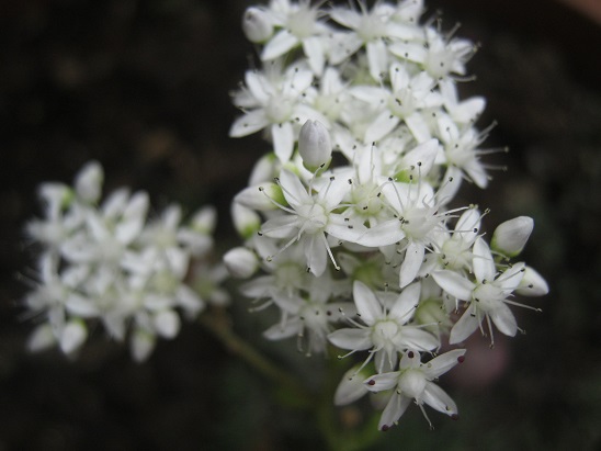 Name:  beyaz sedum.jpg
Views: 1860
Size:  67.7 KB