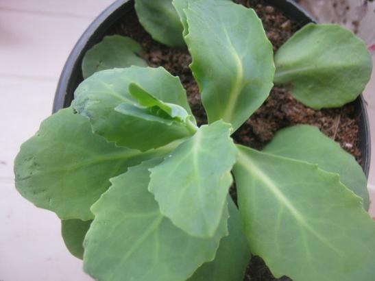 Name:  sedum autumn joy.jpg
Views: 1915
Size:  23.0 KB