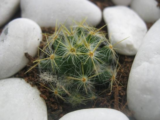 Name:  mammillaria prolifera.jpg
Views: 1881
Size:  30.4 KB