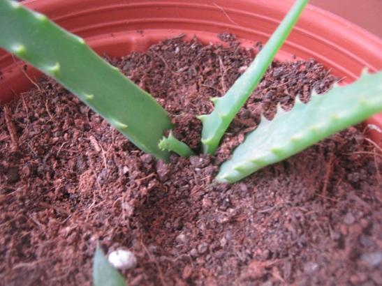 Name:  aloe.jpg
Views: 1641
Size:  43.1 KB
