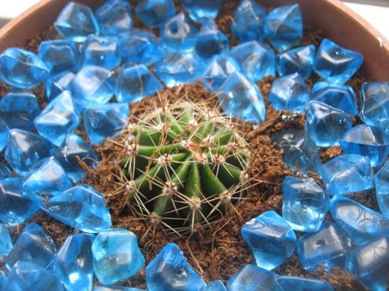 Name:  echinopsis.jpg
Views: 1602
Size:  51.1 KB